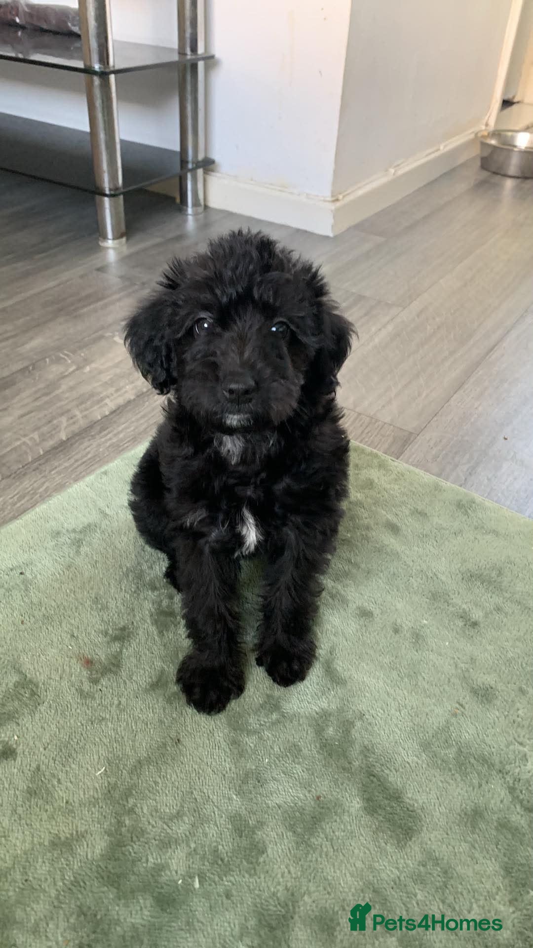 Mixed Breed dogs Whippet cross toy poodle   - Advert 18