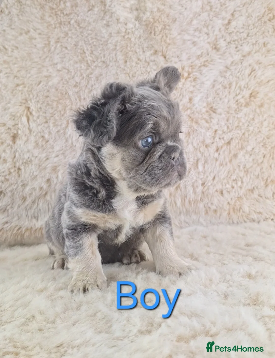 French Bulldog dogs for sale: Fluffy Lilac And Tan French Bulldogs  - Advert 5