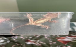 Gecko reptiles for sale: Lilly white and Dalmatian harlequin crested geckos - Image 4