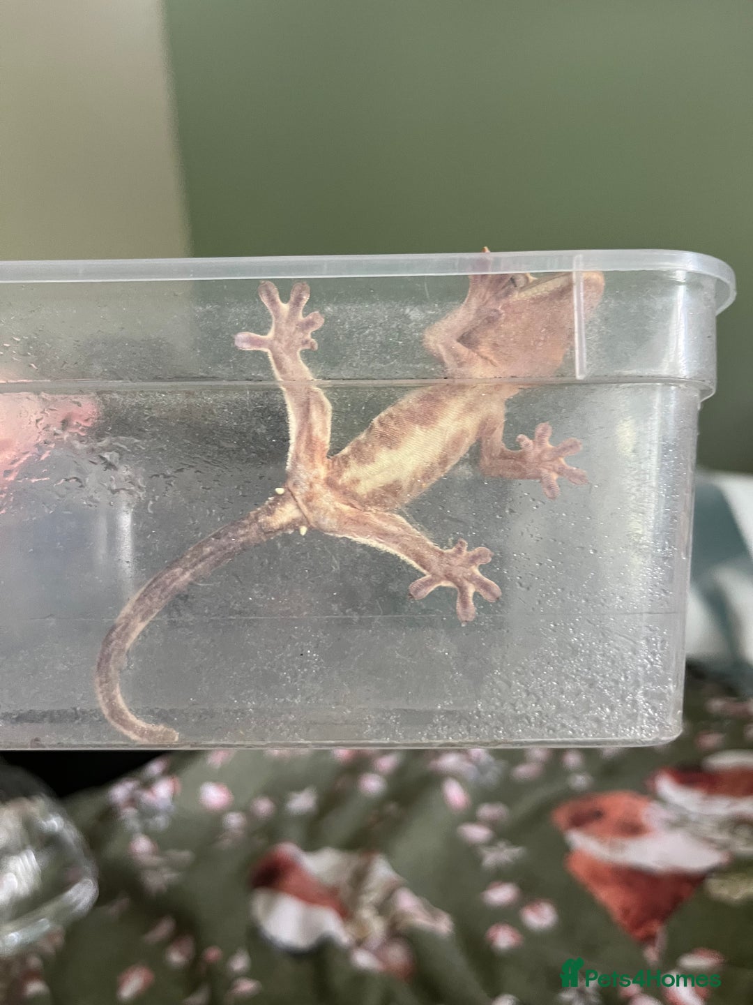 Gecko reptiles for sale: Lilly white and Dalmatian harlequin crested geckos - Image 4