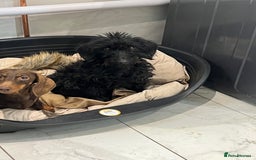 Mixed Breed dogs for sale: Dory - Miniature dachshund x poodle for rehoming - Image 1