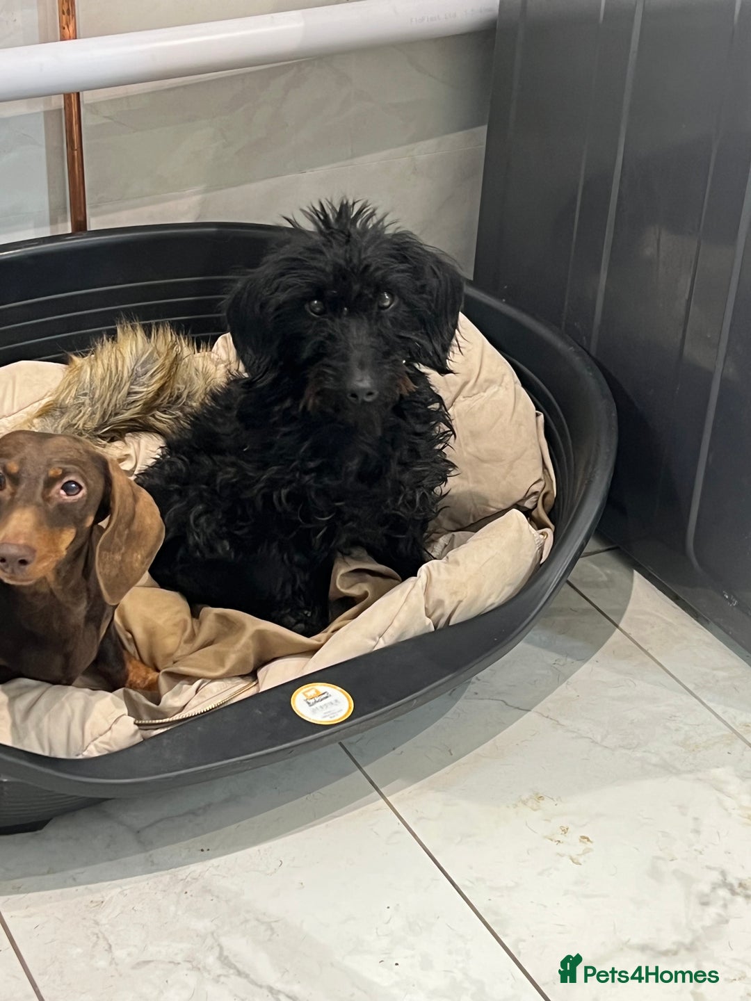 Mixed Breed dogs for sale: Dory - Miniature dachshund x poodle for rehoming - Image 1