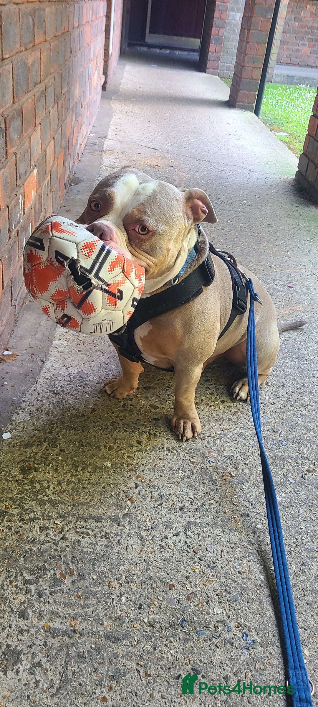 American Bully dogs for sale: Rehome my American Pocket Bully :( - Image 9