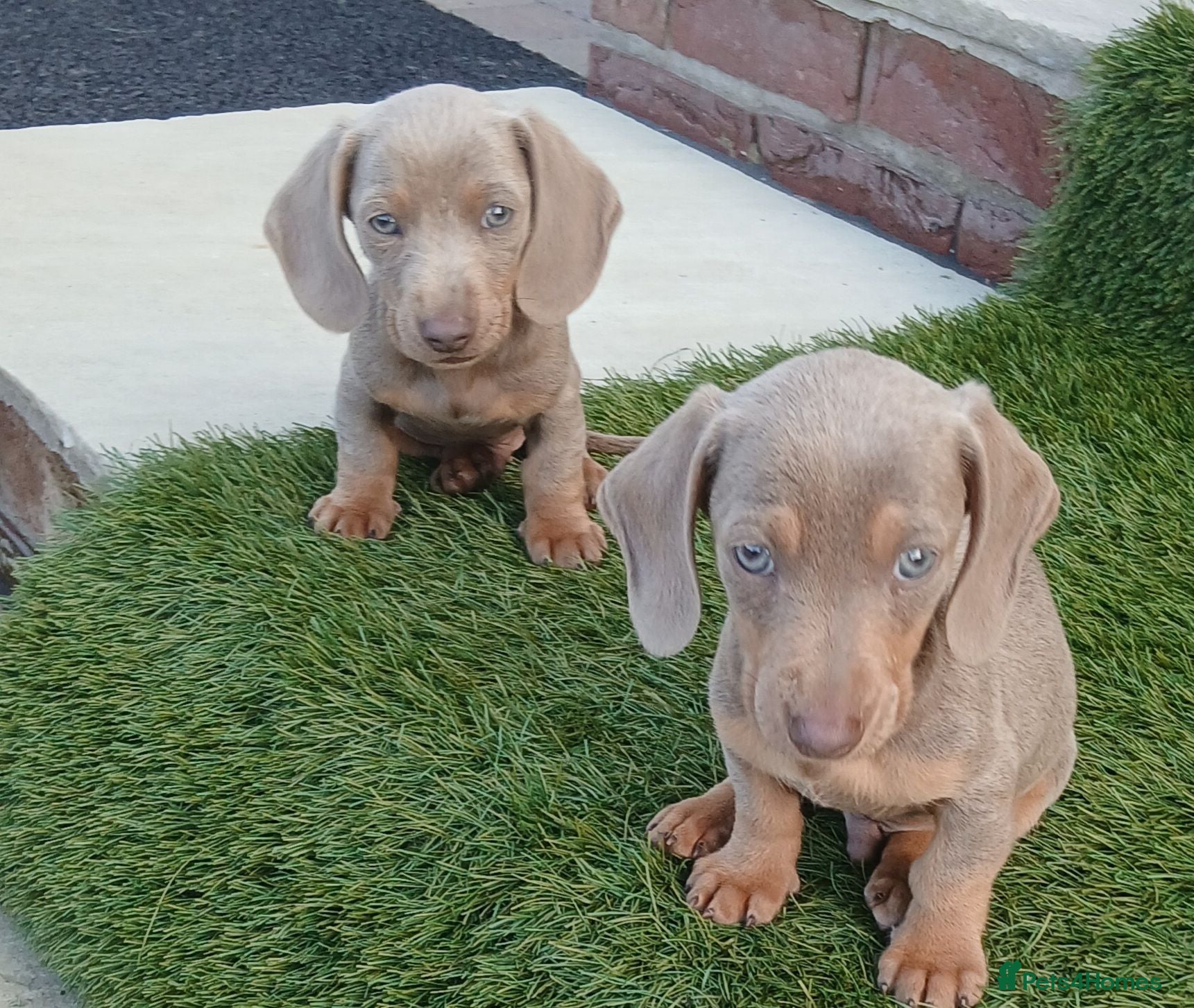 Miniature Dachshund dogs miniture dachshund 2 boys left - Advert 1
