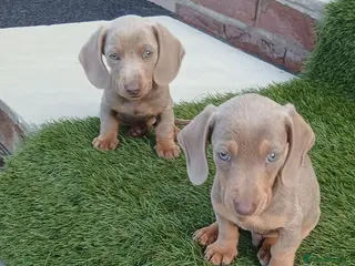 Miniature Dachshund dogs miniture dachshund 2 boys left - Advert 1