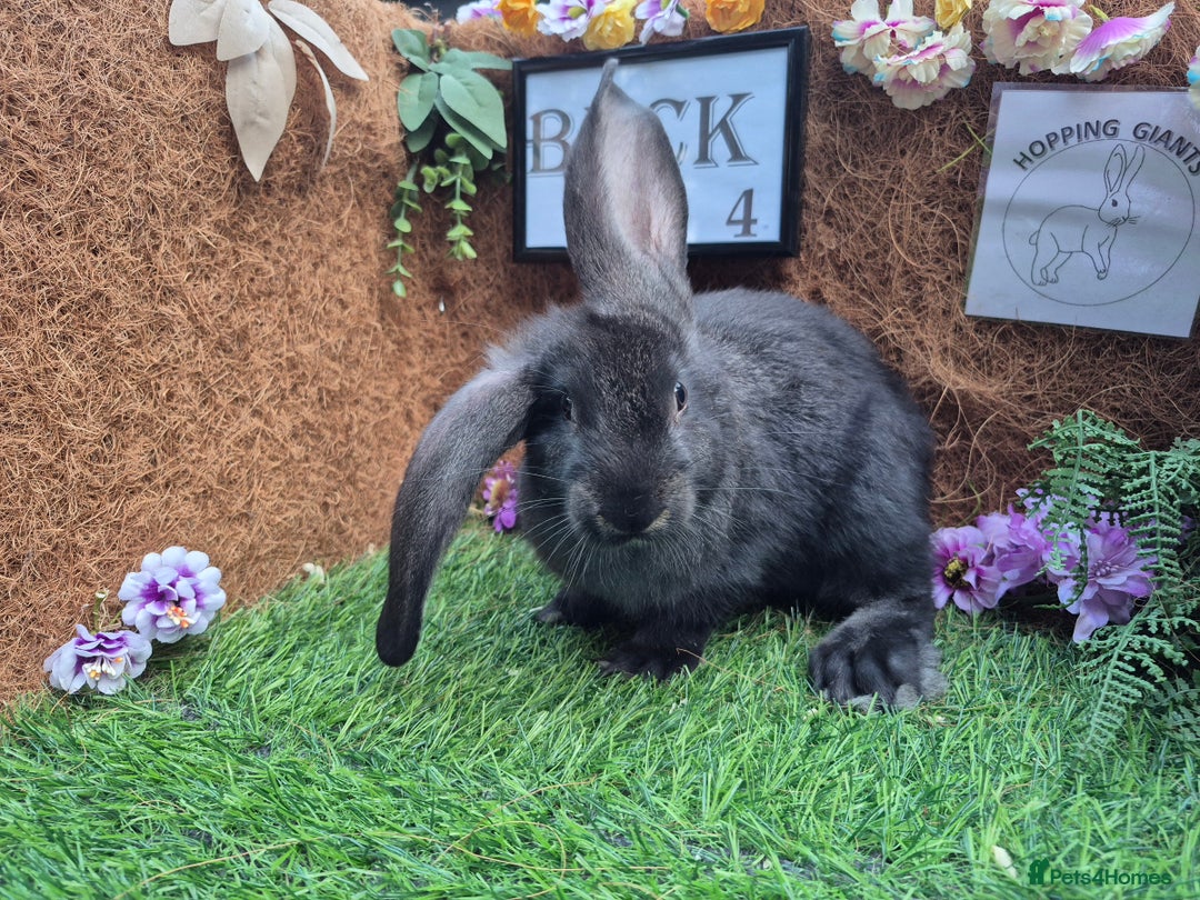 Continental Giant rabbits for sale: Pure Continental Giant Vaccinated  - Image 10