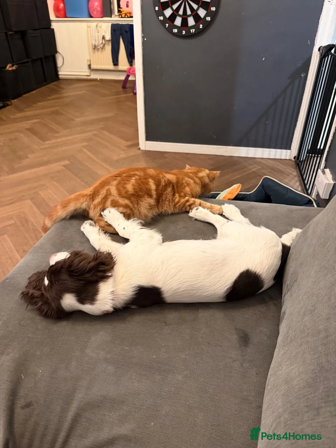 Sprocker dogs for sale:  sprocker spaniel  - Advert 1