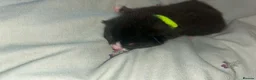 Domestic Shorthair cats for sale: Black and white and ginger kittens  in Leamington Spa - Advert 1