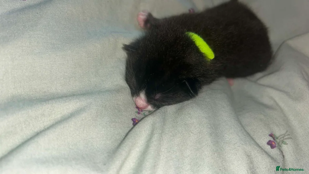 Domestic Shorthair cats for sale: Black and white and ginger kittens  in Leamington Spa - Advert 1