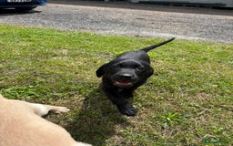 Labrador Retriever dogs for sale: Chunky Lab puppies  - Image 5