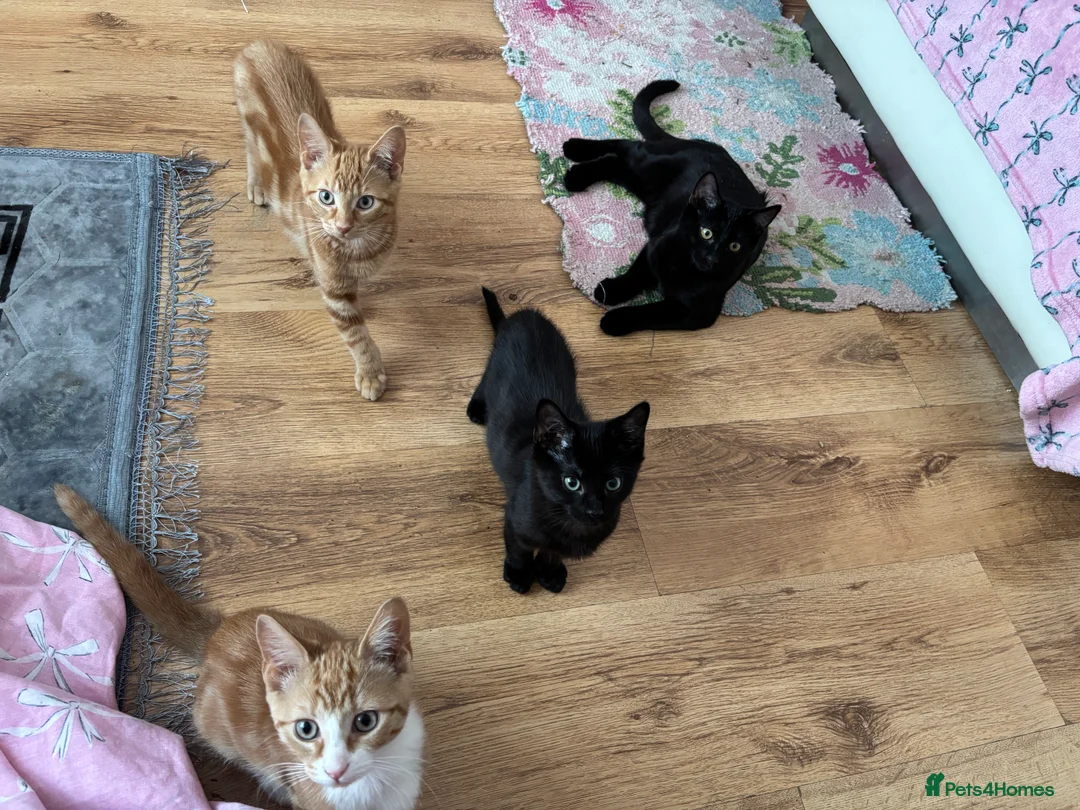 Maine Coon cats for sale: Kittens  - Advert 1