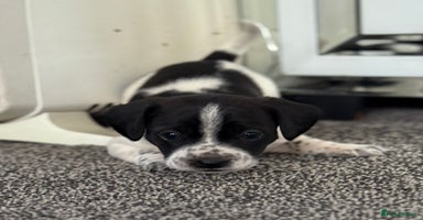 Mixed Breed dogs - Advert 11
