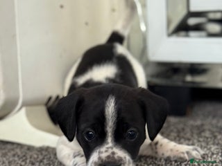 Mixed Breed dogs - Advert 1