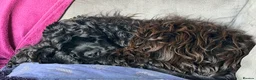 American Cocker Spaniel dogs for sale: Show quality amazing girl  - Advert 2