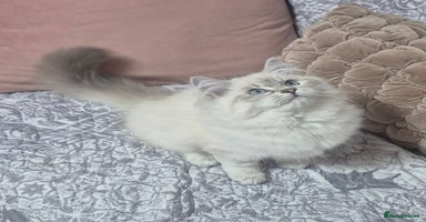 Siberian cats - Advert 2