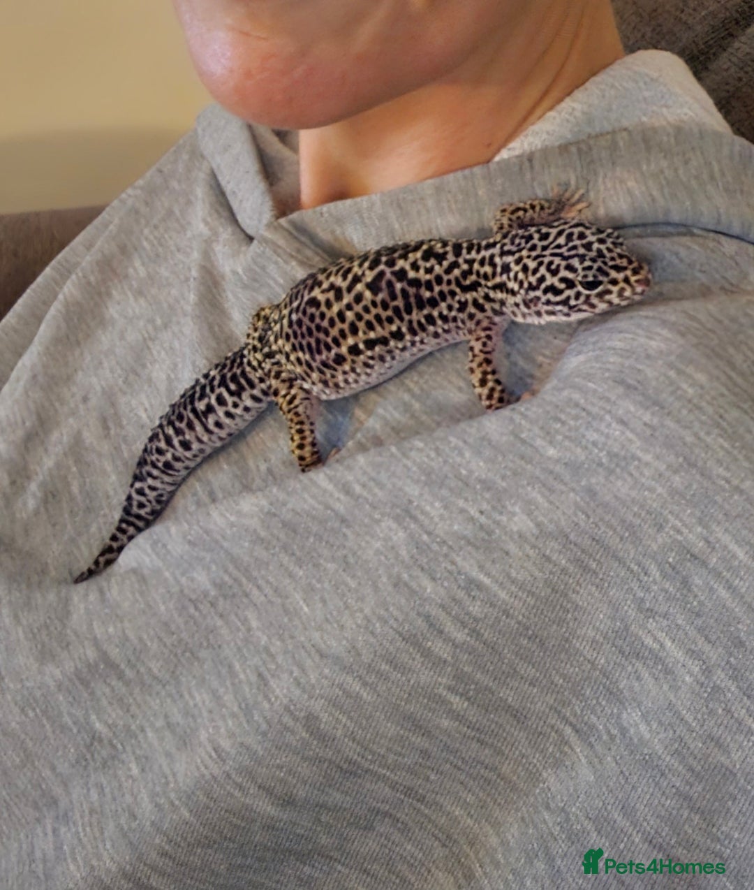 Leopard Gecko reptiles for sale: Leopard Gecko for sale - Image 2