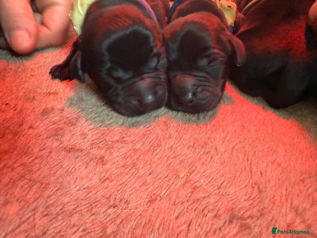 Labrador Retriever dogs for sale: Beautiful chunky litter of black pups  - Advert 11