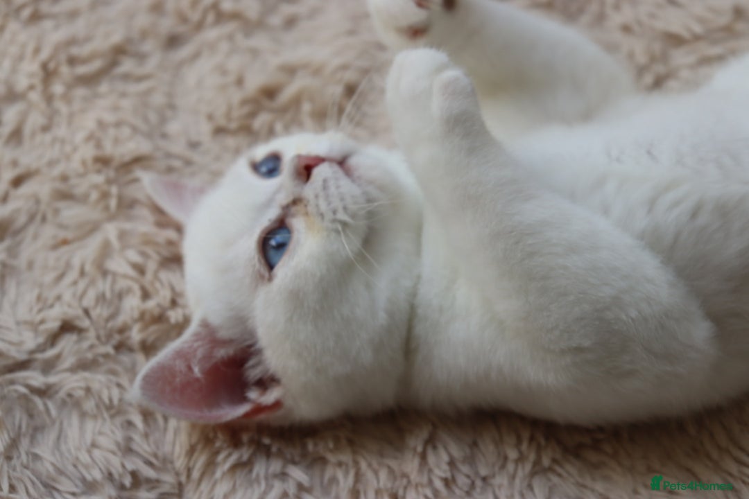 British Shorthair cats for sale: Ready CH Bloodlines BSH TICA registered kittens in Feltham - Image 26