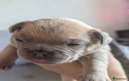French Bulldog dogs for sale: Beautiful Well Bred French Bulldogs  - Image 2