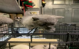 Ragdoll cats for sale: Ragdoll x British shorthair  - Image 8