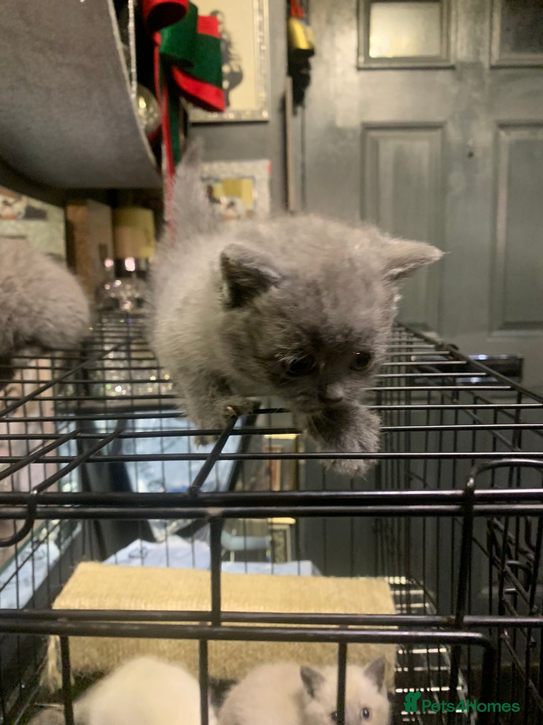 Ragdoll cats for sale: Ragdoll x British shorthair  - Image 8