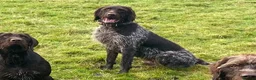 German Wirehaired Pointer dogs for stud: ORMANSTAR BRIGADIER OF HUNTSTAFF at stud - Advert 4
