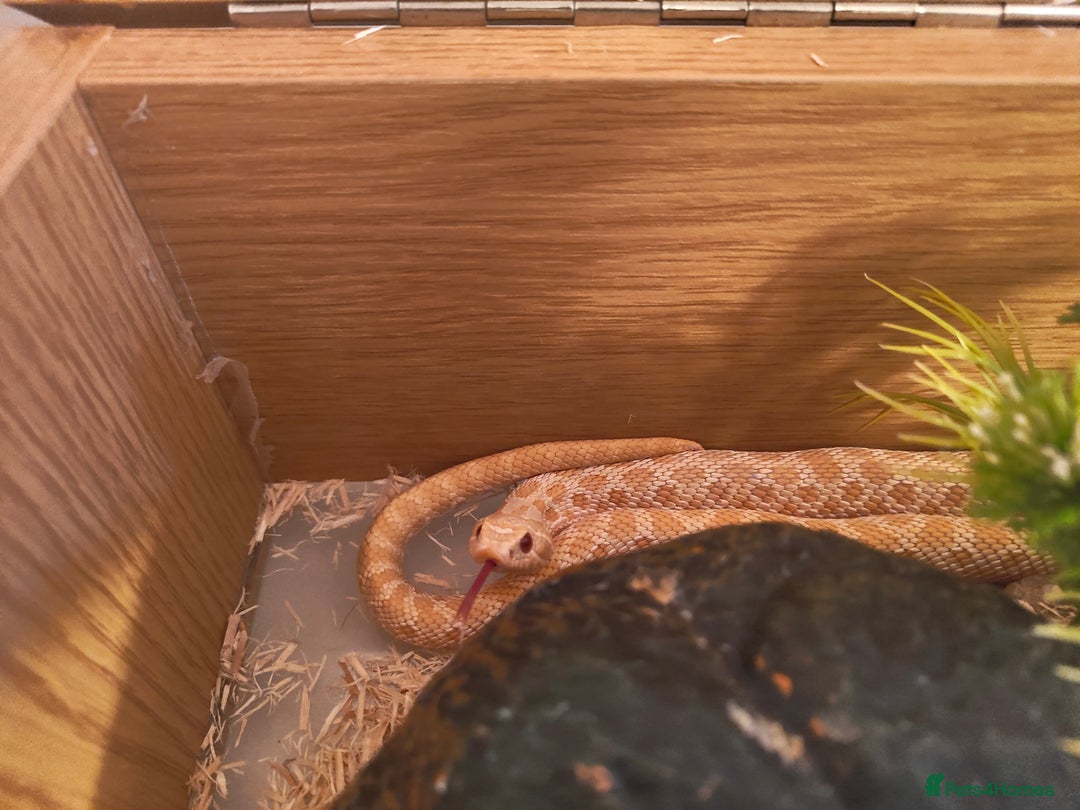Snake reptiles for sale: Albino Hognose Female - Image 2