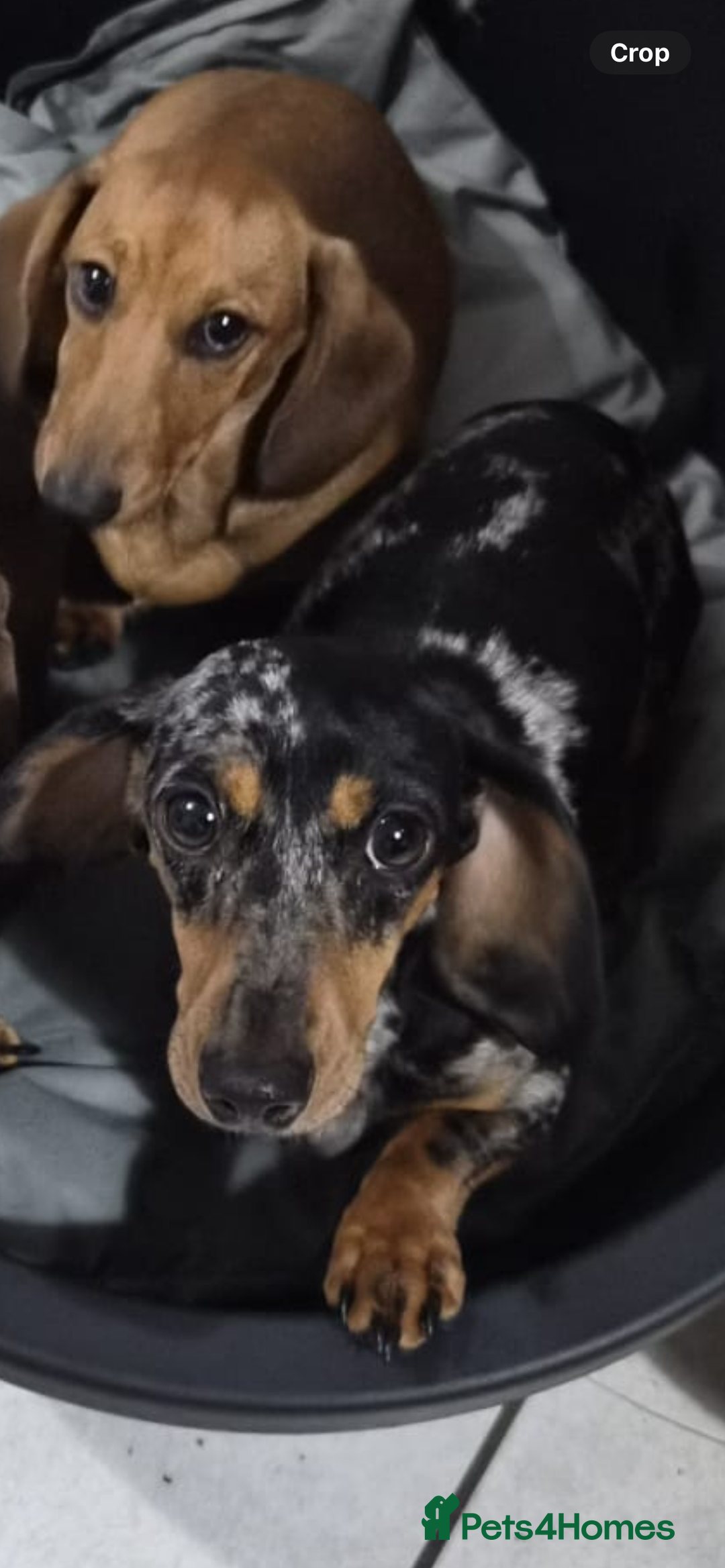 Dachshund dogs for sale: Beautiful Silver Dappled Girl - Advert 2