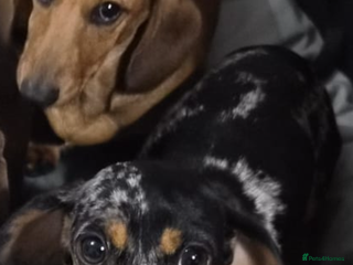 Dachshund dogs Silver Dappled Girl - Advert 18