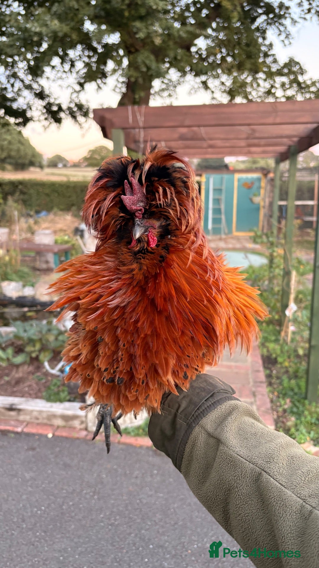 Chickens poultry polish mix roosters - Advert 1