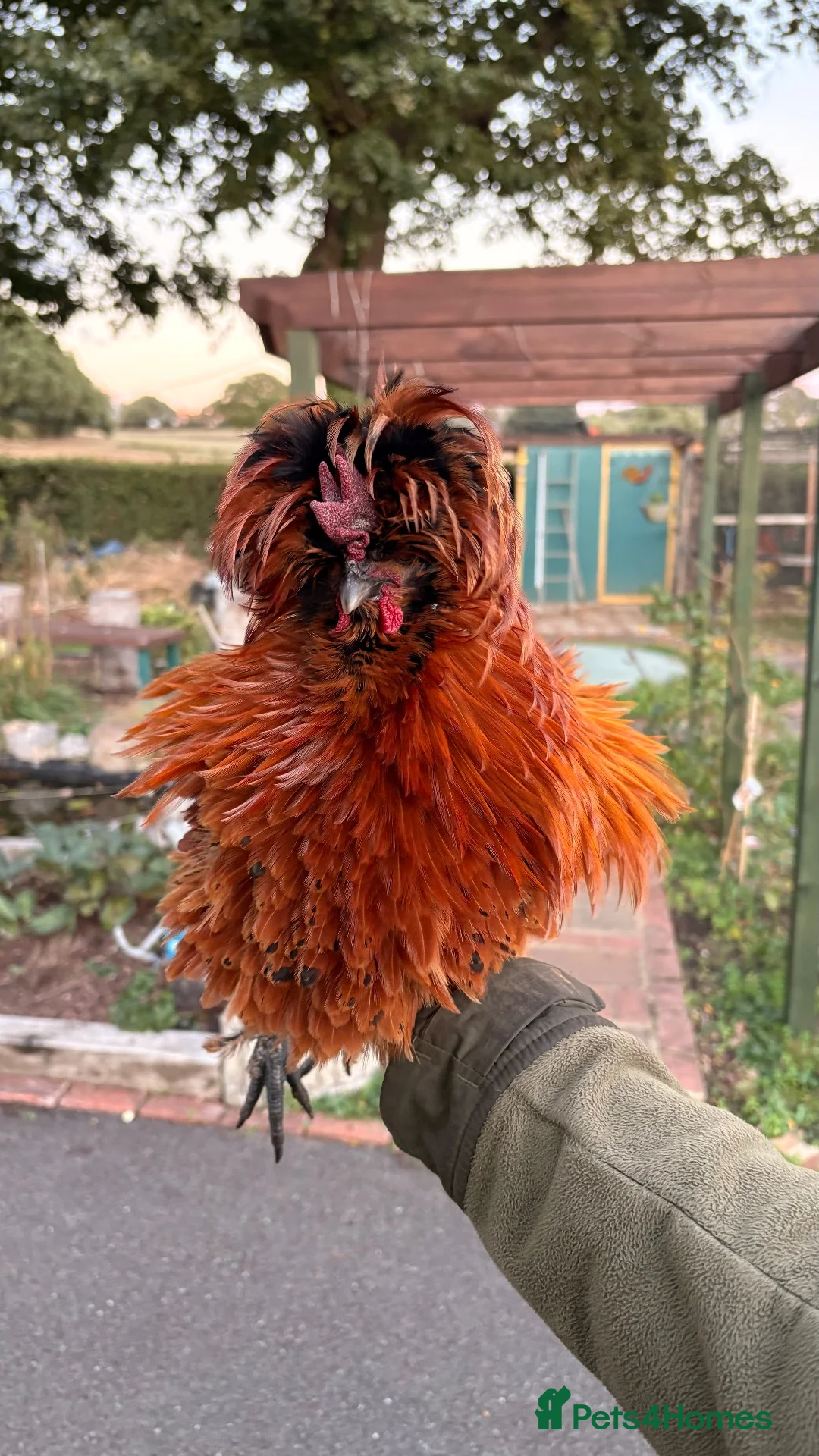 Chickens poultry for sale: polish mix roosters - Advert 1