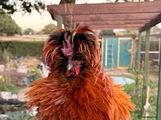 Chickens poultry polish mix roosters - Advert 1