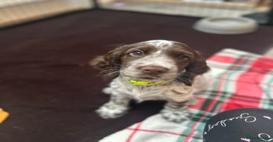 Cocker Spaniel dogs - Advert 16
