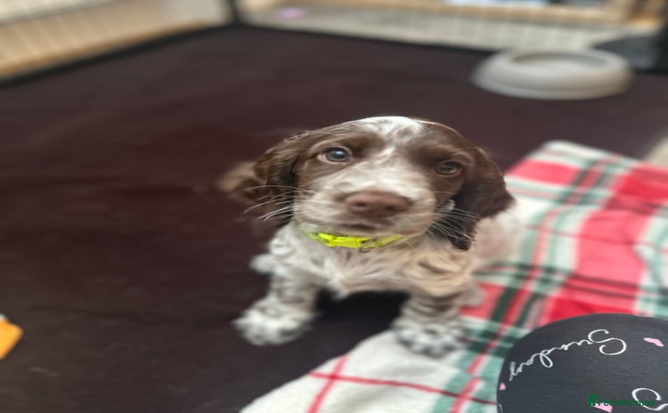 Cocker Spaniel dogs - Advert 7