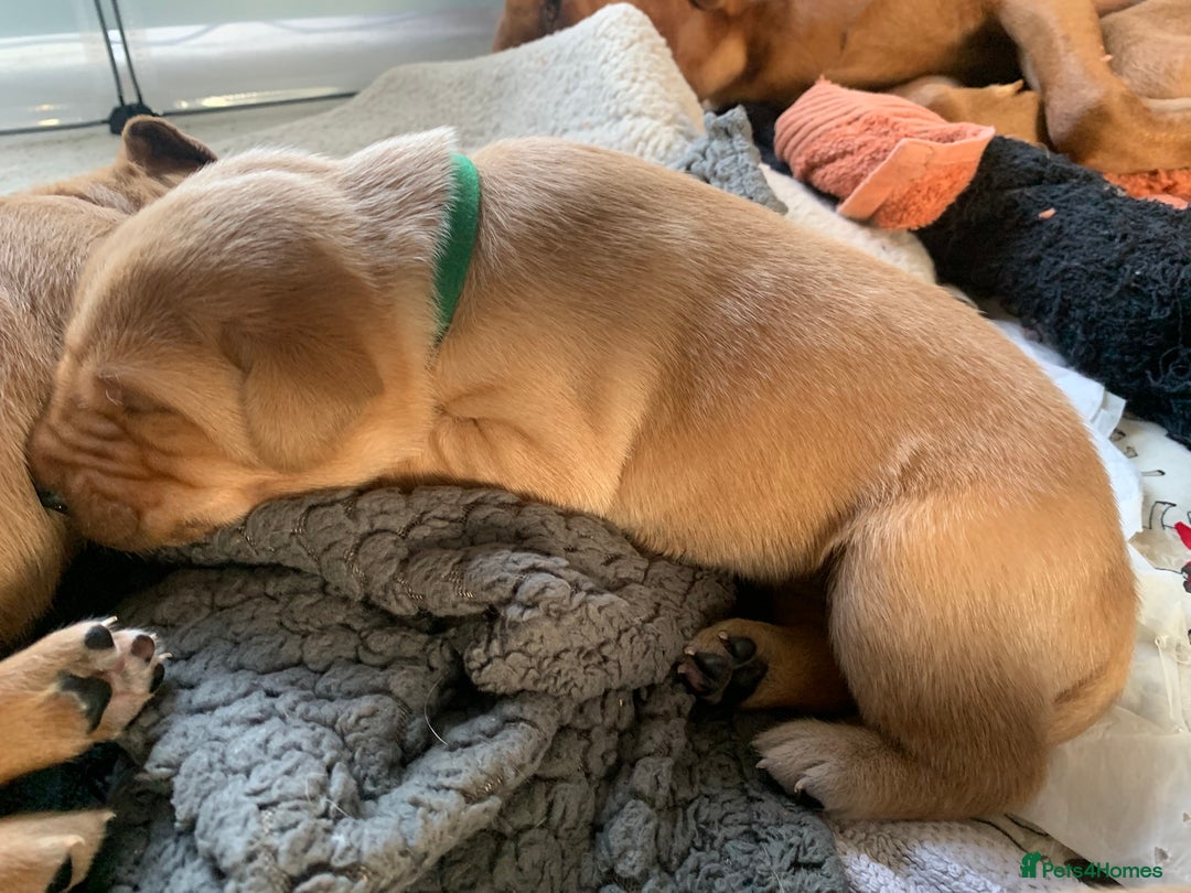 Labrador Retriever dogs for sale: ✨ Stunning 5 Male & 3 Female Fox Red Lab Puppies - Advert 26