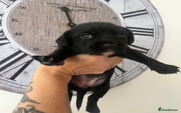 Springador dogs for sale: Last Springador girl left, ready to leave now - Image 13