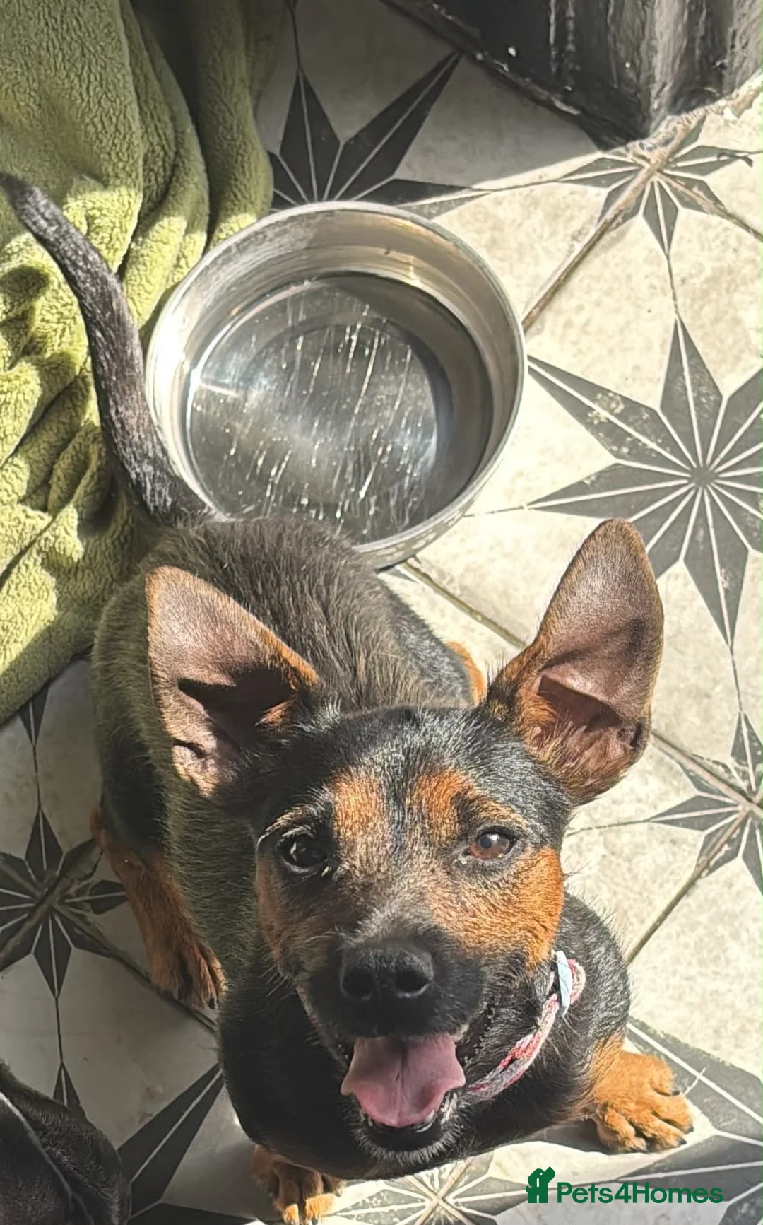 Jack Russell dogs for sale: 3 year old female jack Russell in Gravesend - Advert 2