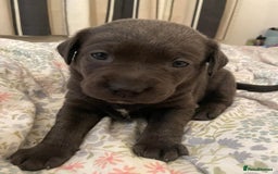 Labrador Retriever dogs for sale: Rehoming our beautiful boys, 9 month old labradors - Image 15