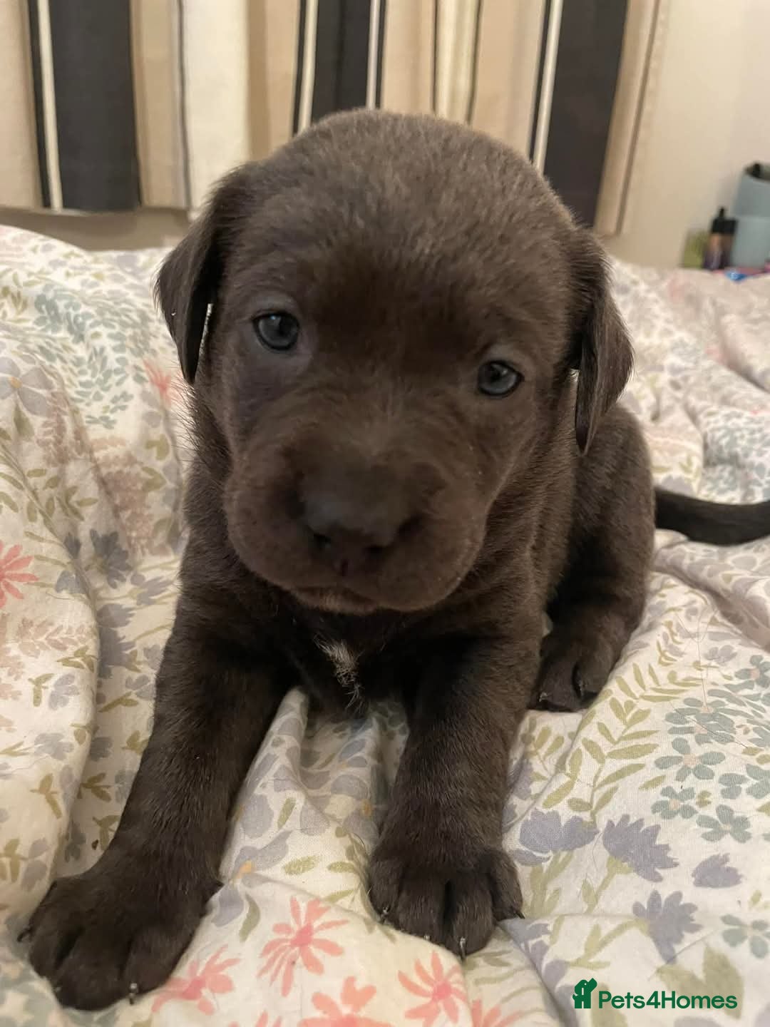Labrador Retriever dogs for sale: Rehoming our beautiful boys, 9 month old labradors - Image 15