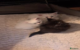 Maine Coon cats for sale: Maine coon kittens - Image 2