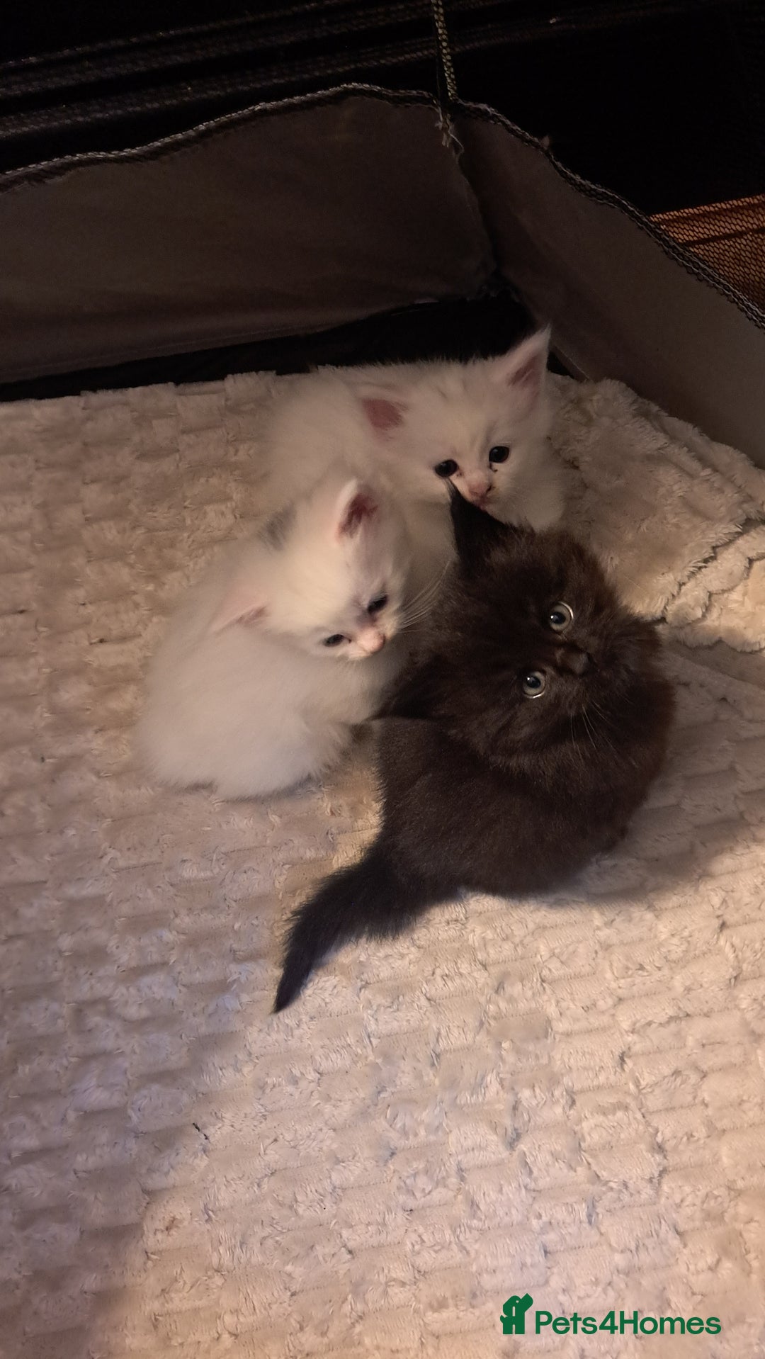 Maine Coon cats for sale: Maine coon kittens - Image 2