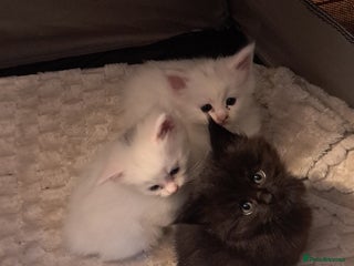 Maine Coon cats Maine coon kittens - Advert 2