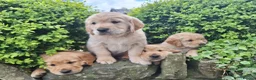 Golden Retriever dogs for sale: Beautiful litter of Golden Retriever puppies 🐶  - Advert 18