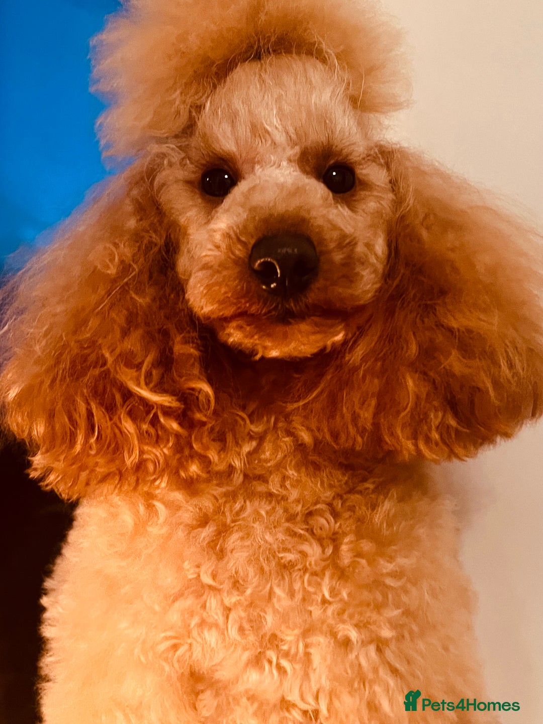 Miniature Poodle dogs for stud: 🇷🇺 Russian import kc reg poodle 🇷🇺  in Newcastle - Advert 6