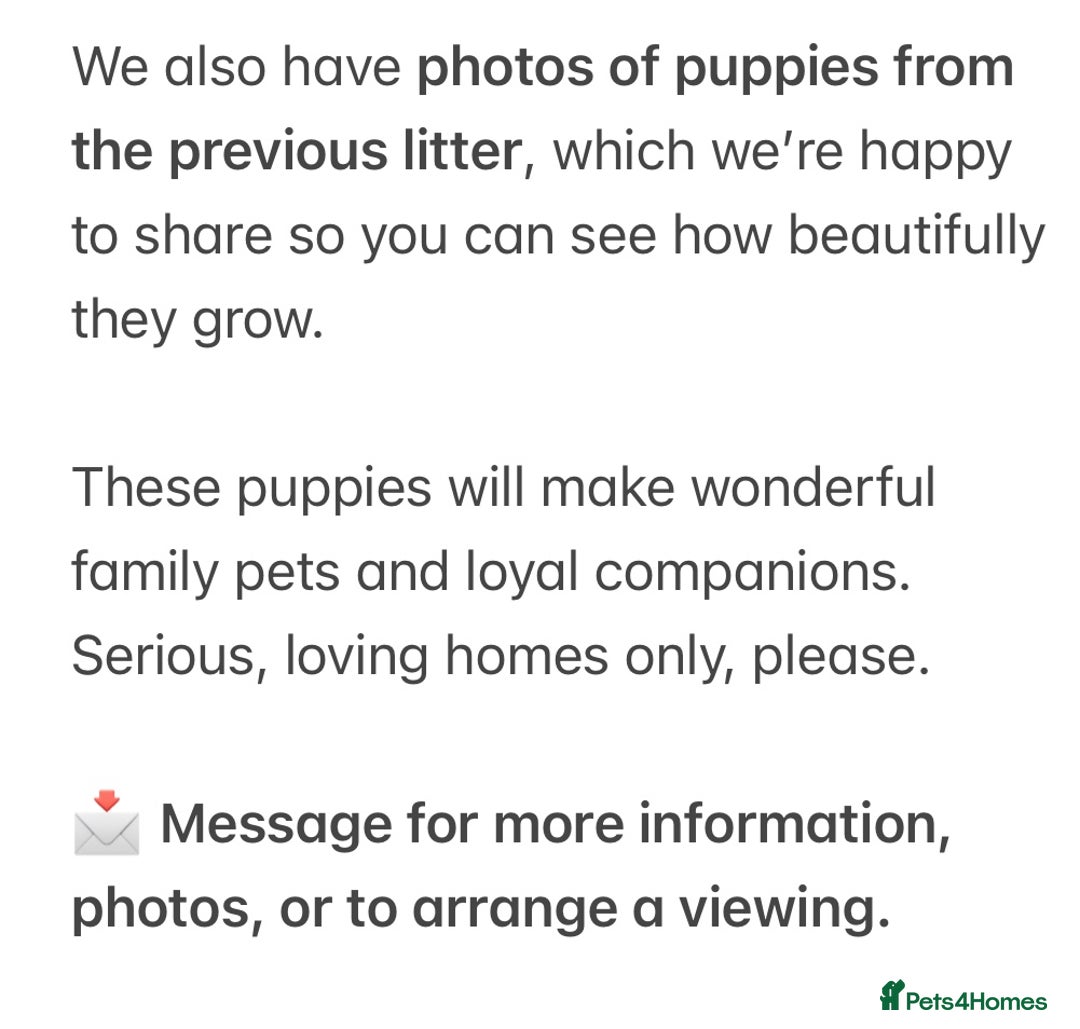 Mixed Breed dogs for sale: Mixed breed poodle puppies for sale  - Advert 11