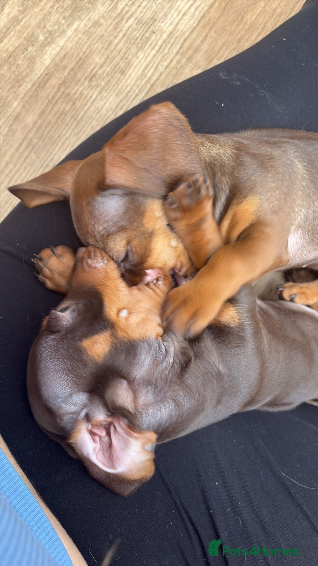 Miniature Dachshund dogs for sale: BEAUTIFUL MINI DACHSHUND PUPPIES READY NOW - Image 12