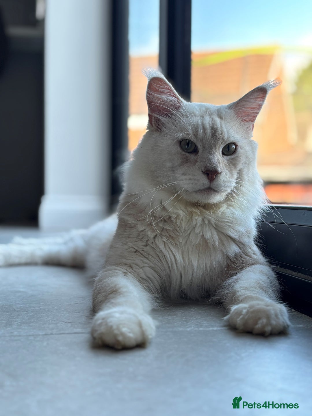 Maine Coon cats for sale: TICA Maine Coon Kittens - Advert 7