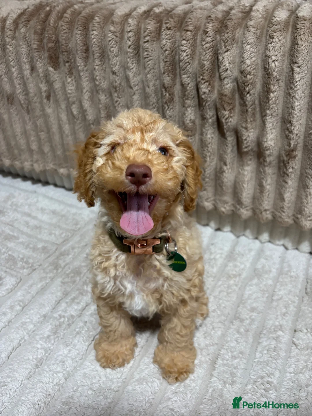Cockapoo dogs for sale: Lovely pup looking for forever home - Advert 9
