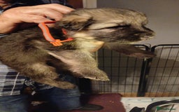 German Shepherd dogs for sale: 3 male german shepherd's puppies  - Image 6