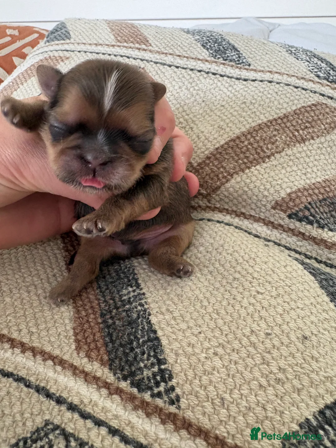 Shih Tzu dogs for sale: Imperial Shihtzu  - Advert 24